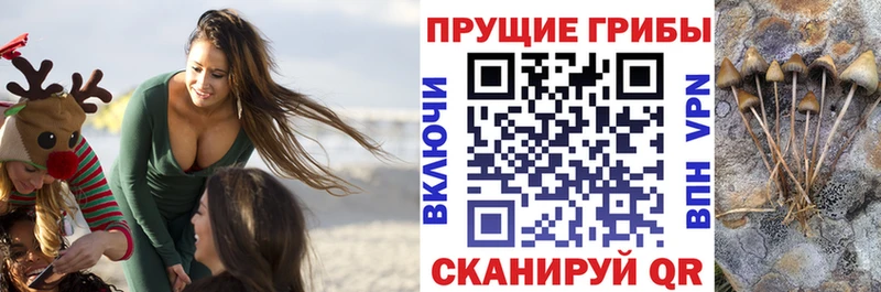 Галлюциногенные грибы Psilocybine cubensis  Купить  Кудымкар 